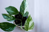 Epipremnum pinnatum 'Hanoman'